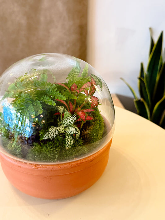 Terrarium Workshop - Terracotta Sphere & Humidity Plants - 10th January 2026