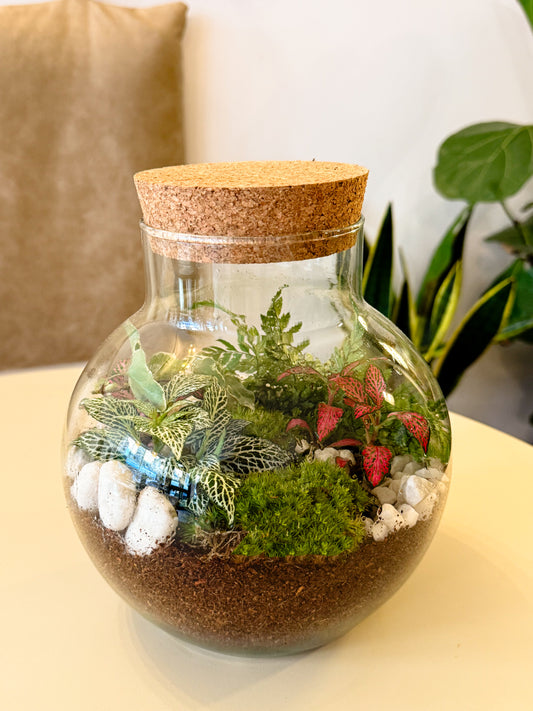 Terrarium Workshop - Bubble Vase & Humidity Plants - 4th January 2026