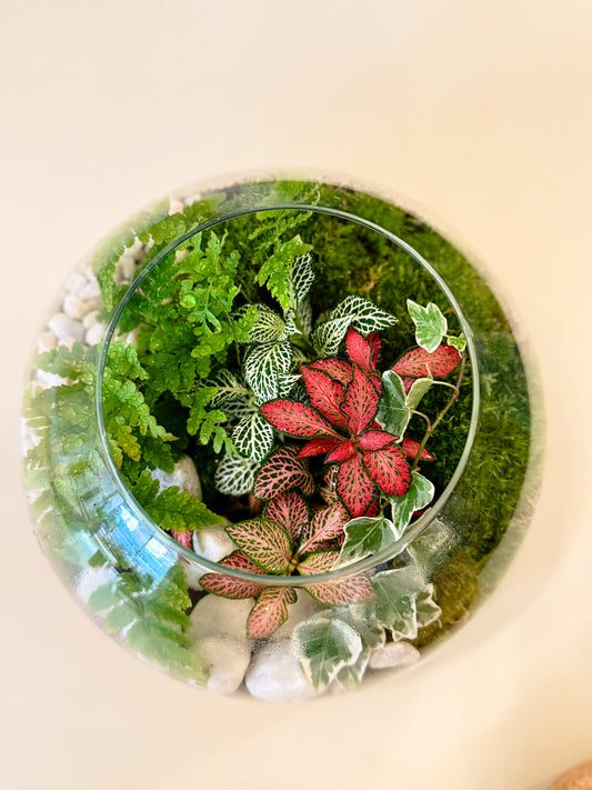 Terrarium Workshop - Hemisphere & Humidity Plants - 12th October 2025