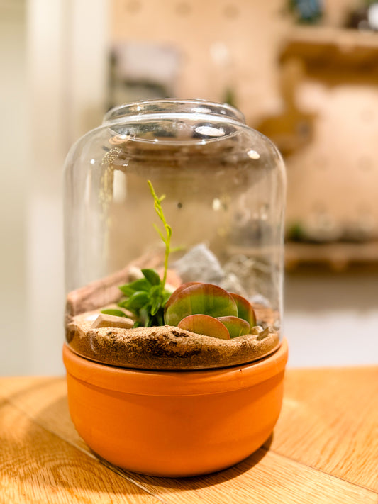 Terrarium Workshop - Terracotta - 7th February 2026